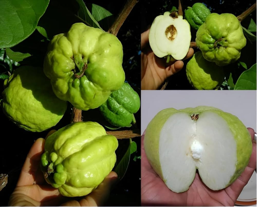 Indonesian Seedless Guava Air Layered Healthy Fruit Plant