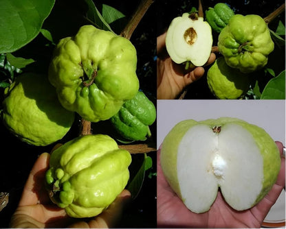 Indonesian Seedless Guava Air Layered Healthy Fruit Plant