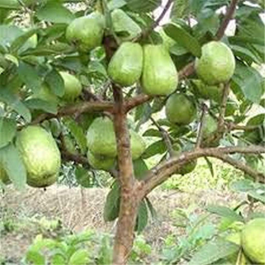 Indonesian White Guava Air Layered Healthy Fruit Plant