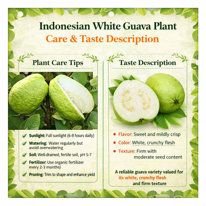 Indonesian White Guava Air Layered Healthy Fruit Plant