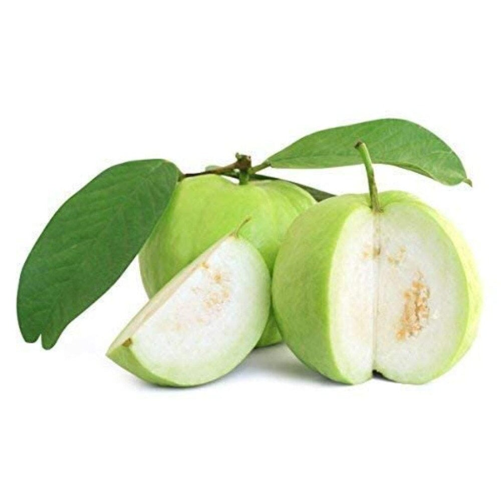 Indonesian White Guava Air Layered Healthy Fruit Plant