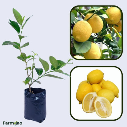 Interdonato Lemon Plant Live Nimbu Tree Kagzi Lemon Citrus Limon Fruit Plant