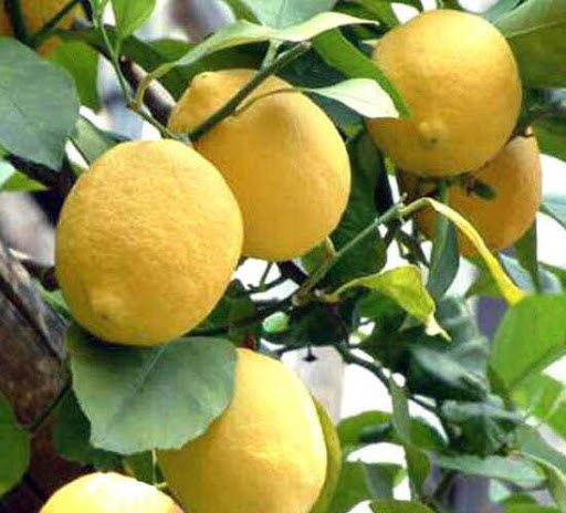 Interdonato Lemon Plant Live Nimbu Tree Kagzi Lemon Citrus Limon Fruit Plant