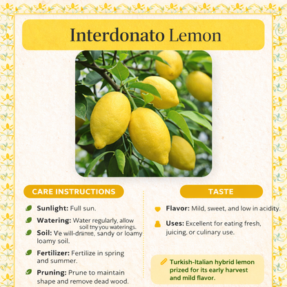 Interdonato Lemon Plant Live Nimbu Tree Kagzi Lemon Citrus Limon Fruit Plant