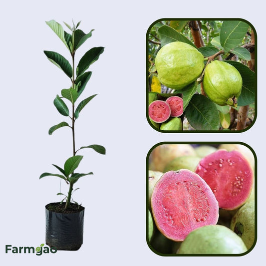 Iran Pink Guava Air Layered Healthy Fruit Plant