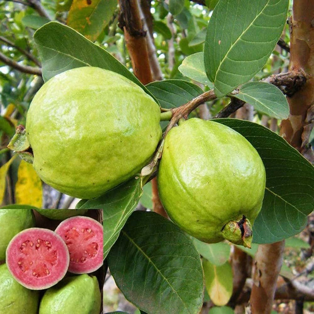 Iran Pink Guava Air Layered Healthy Fruit Plant
