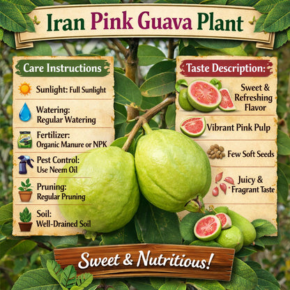 Iran Pink Guava Air Layered Healthy Fruit Plant