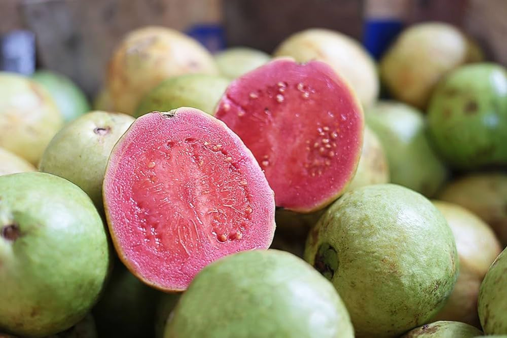 Iran Pink Guava Air Layered Healthy Fruit Plant