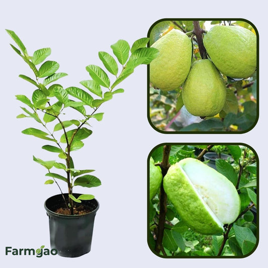 Iraq White Guava Air Layered Healthy Fruit Plant