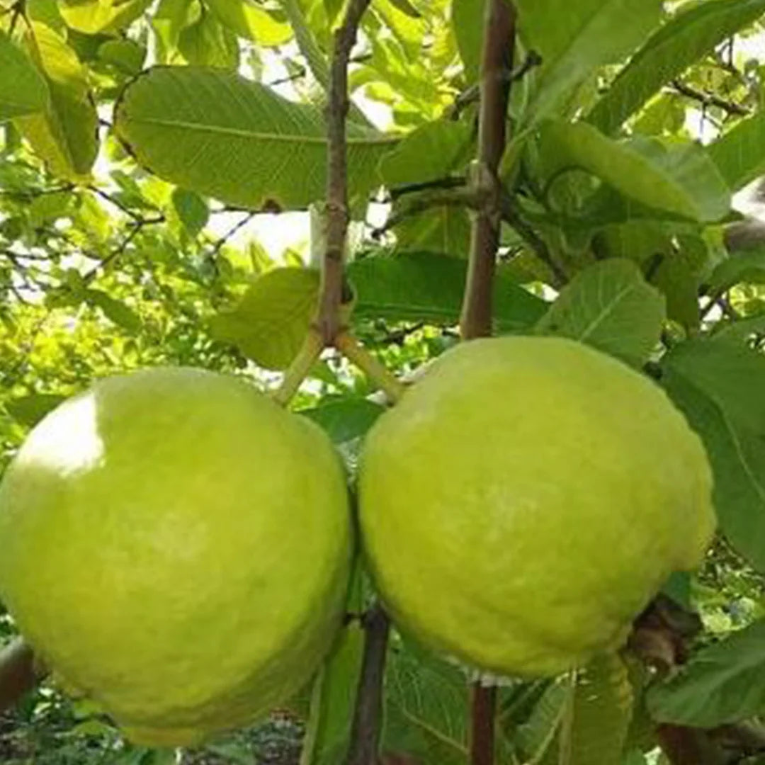 Iraq White Guava Air Layered Healthy Fruit Plant