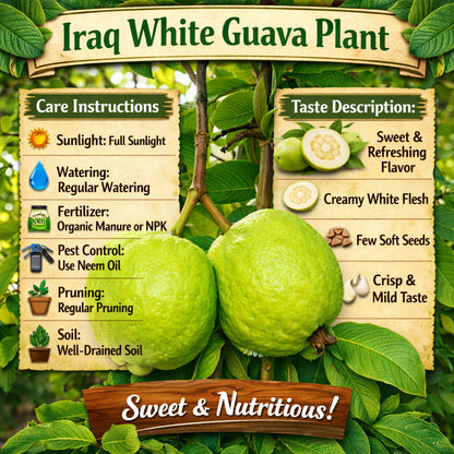 Iraq White Guava Air Layered Healthy Fruit Plant