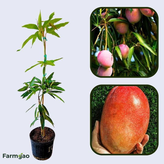 Irwin Mango Aam Grafted Healthy Fruit Plant