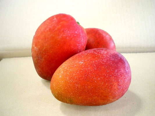 Irwin Mango Aam Grafted Healthy Fruit Plant