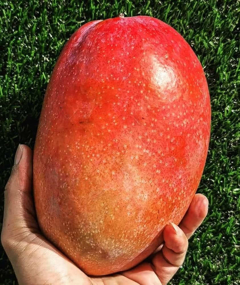 Irwin Mango Aam Grafted Healthy Fruit Plant