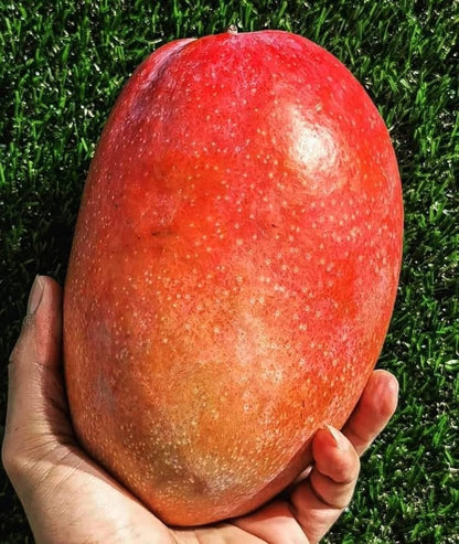 Irwin Mango Aam Grafted Healthy Fruit Plant