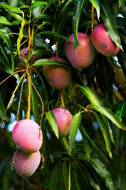 Irwin Mango Aam Grafted Healthy Fruit Plant