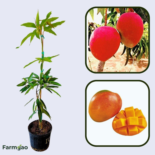 Isis Mango Aam Grafted Healthy Fruit Plant