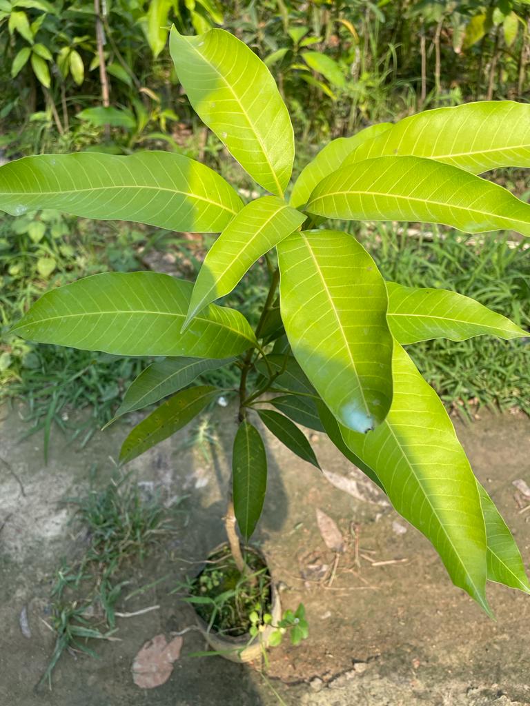 Isis Mango Aam Grafted Healthy Fruit Plant