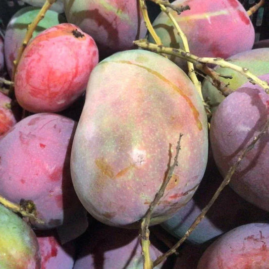 Isis Mango Aam Grafted Healthy Fruit Plant