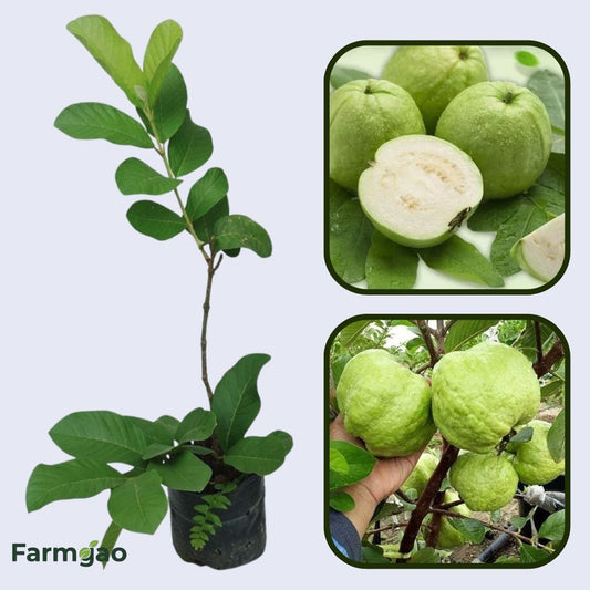 Island Pearl Guava Air Layered Healthy Fruit Plant
