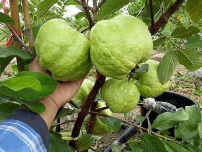 Island Pearl Guava Air Layered Healthy Fruit Plant