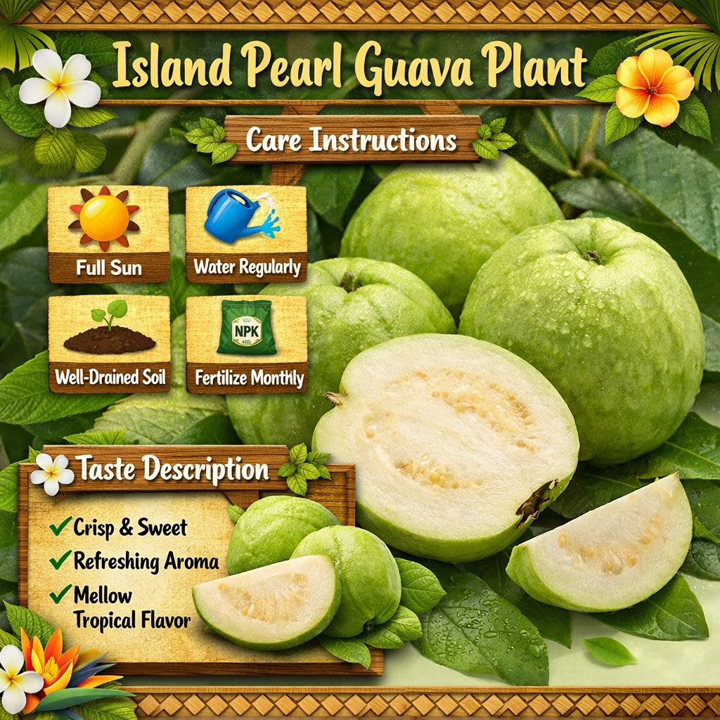 Island Pearl Guava Air Layered Healthy Fruit Plant