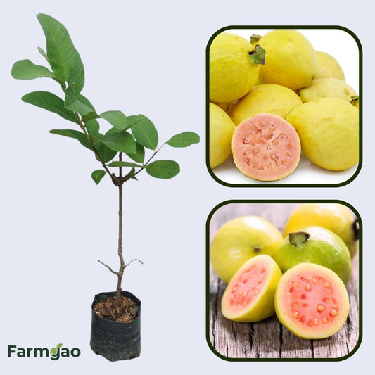 Israeli Pink Guava Air Layered Healthy Fruit Plant