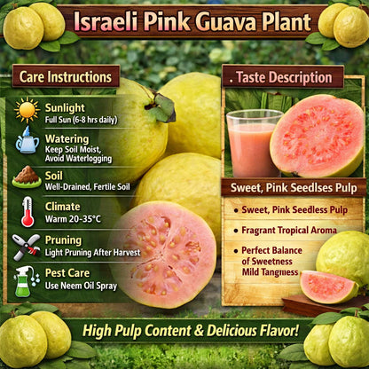 Israeli Pink Guava Air Layered Healthy Fruit Plant