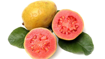 Israeli Pink Guava Air Layered Healthy Fruit Plant