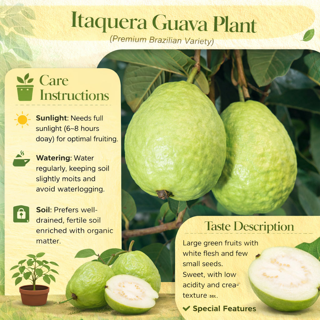 Itaquera Guava Air Layered Healthy Fruit Plant