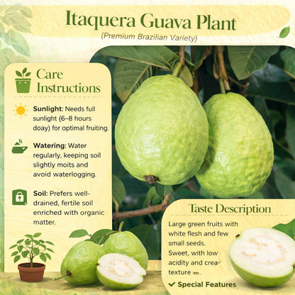 Itaquera Guava Air Layered Healthy Fruit Plant