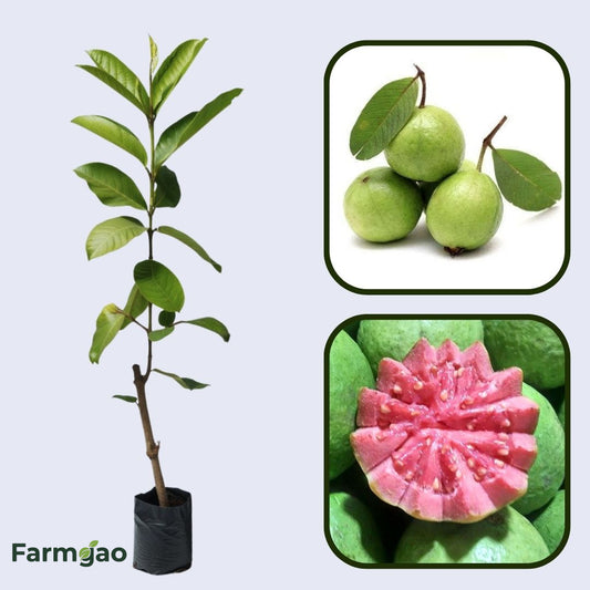 Ivory Coast Pink Guava Air Layered Healthy Fruit Plant