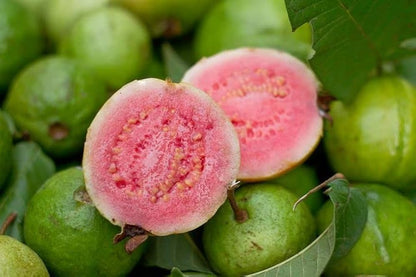 Ivory Coast Pink Guava Air Layered Healthy Fruit Plant