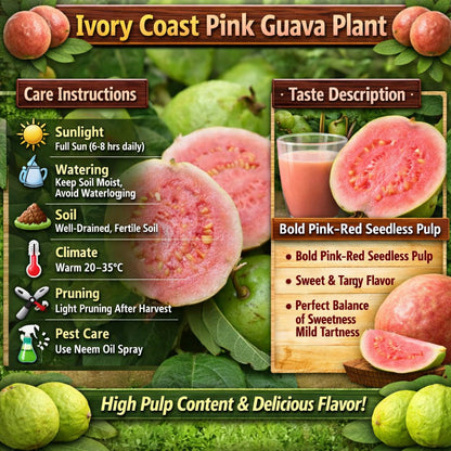 Ivory Coast Pink Guava Air Layered Healthy Fruit Plant