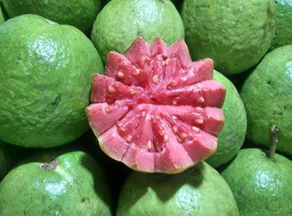Ivory Coast Pink Guava Air Layered Healthy Fruit Plant