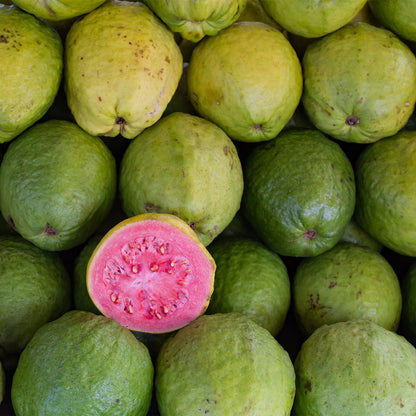 Ivory Coast Pink Guava Air Layered Healthy Fruit Plant