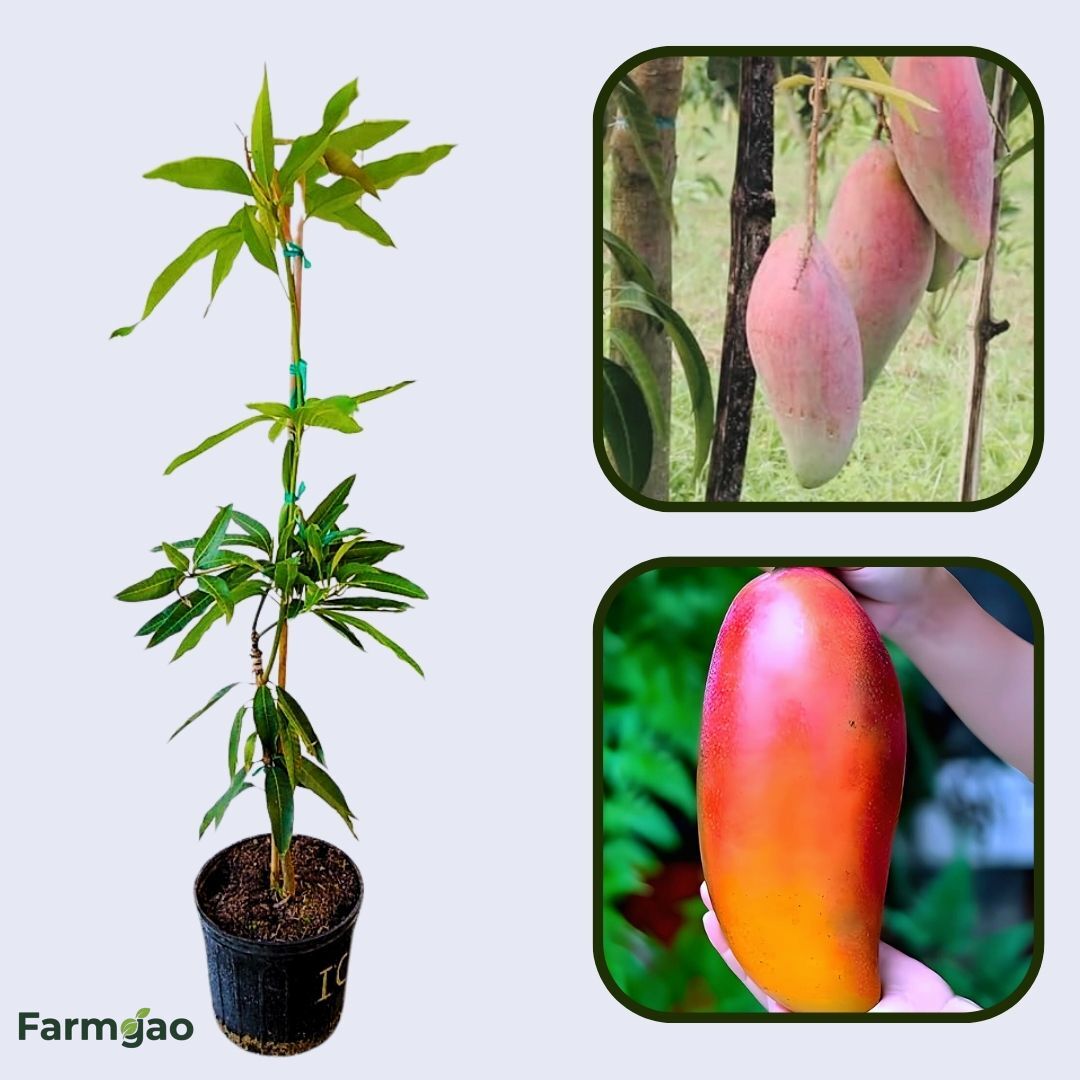 Ivory Mango Aam Grafted Healthy Fruit Plant