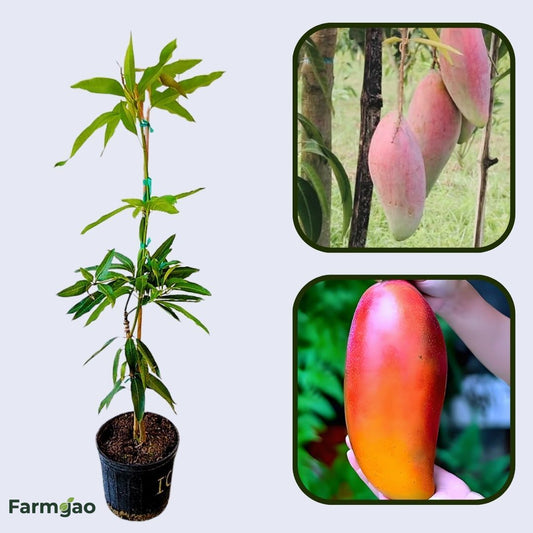 Ivory Mango Aam Grafted Healthy Fruit Plant