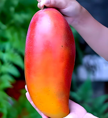Ivory Mango Aam Grafted Healthy Fruit Plant