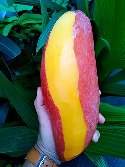 Ivory Mango Aam Grafted Healthy Fruit Plant