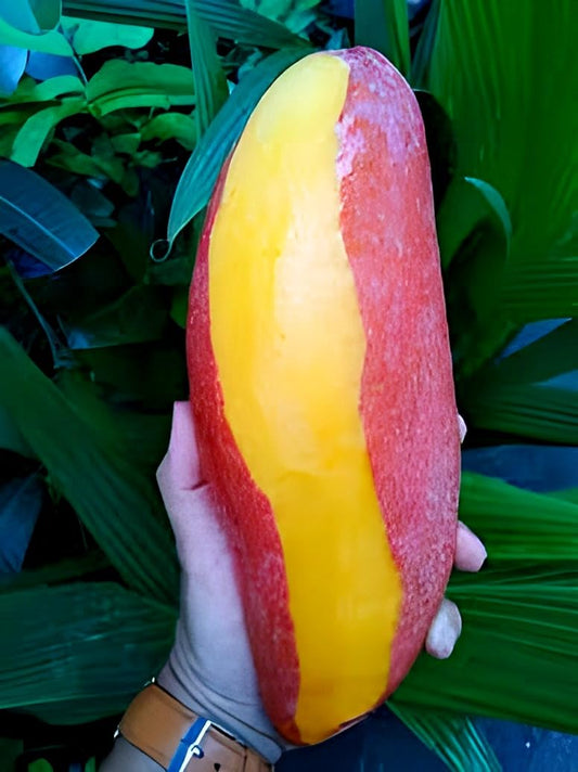 Ivory Mango Aam Grafted Healthy Fruit Plant