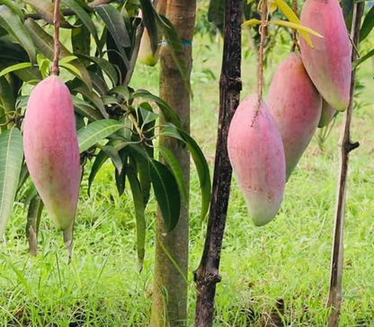 Ivory Mango Aam Grafted Healthy Fruit Plant
