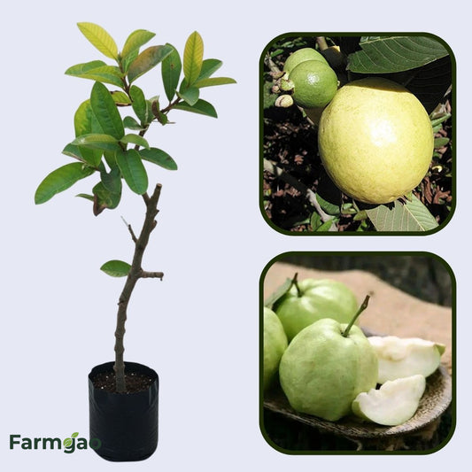 Izabal White Guava  Air Layered Healthy Fruit Plant