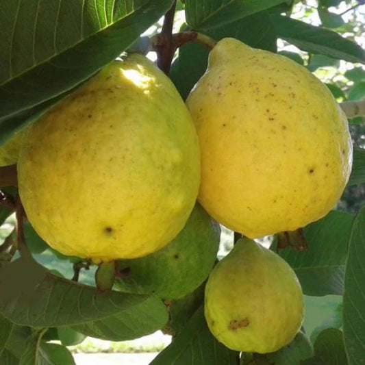Izabal White Guava  Air Layered Healthy Fruit Plant