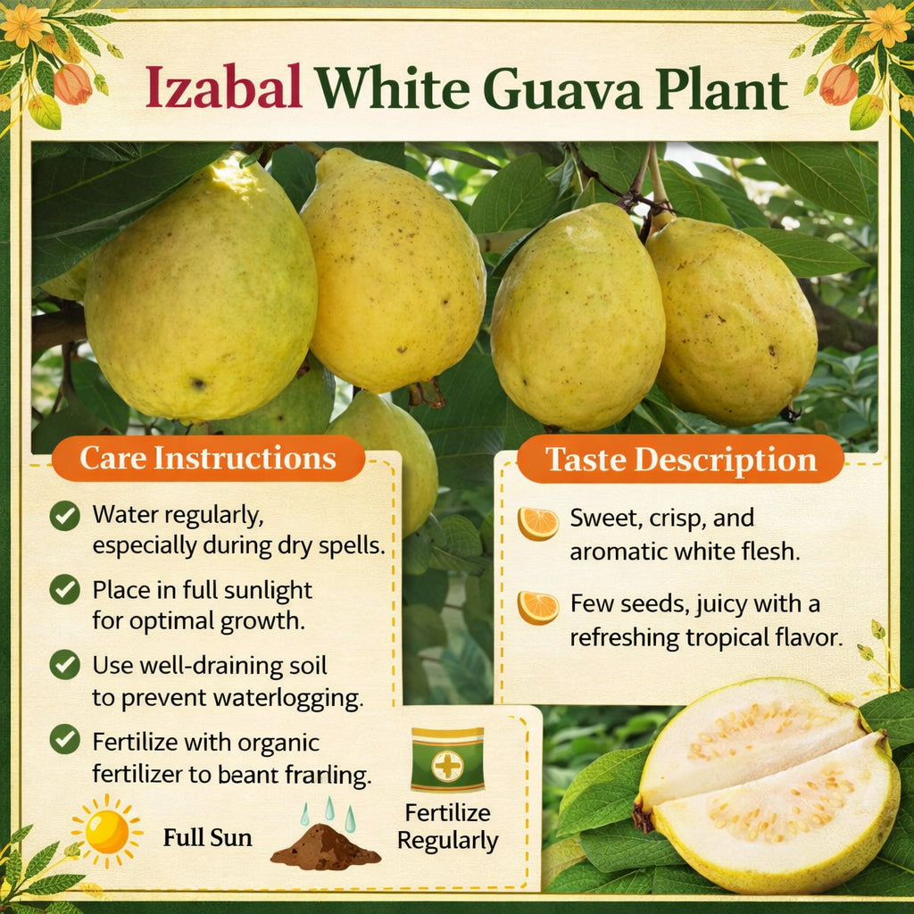Izabal White Guava  Air Layered Healthy Fruit Plant