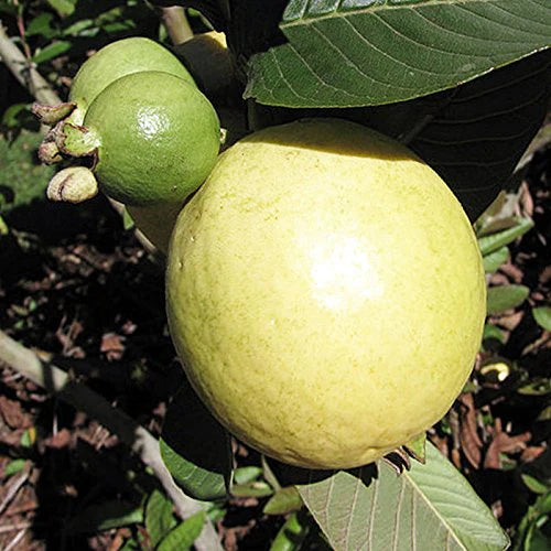 Izabal White Guava  Air Layered Healthy Fruit Plant
