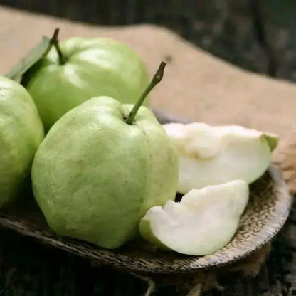 Izabal White Guava  Air Layered Healthy Fruit Plant