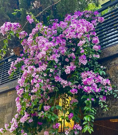 Garlic Vine Flower Plant