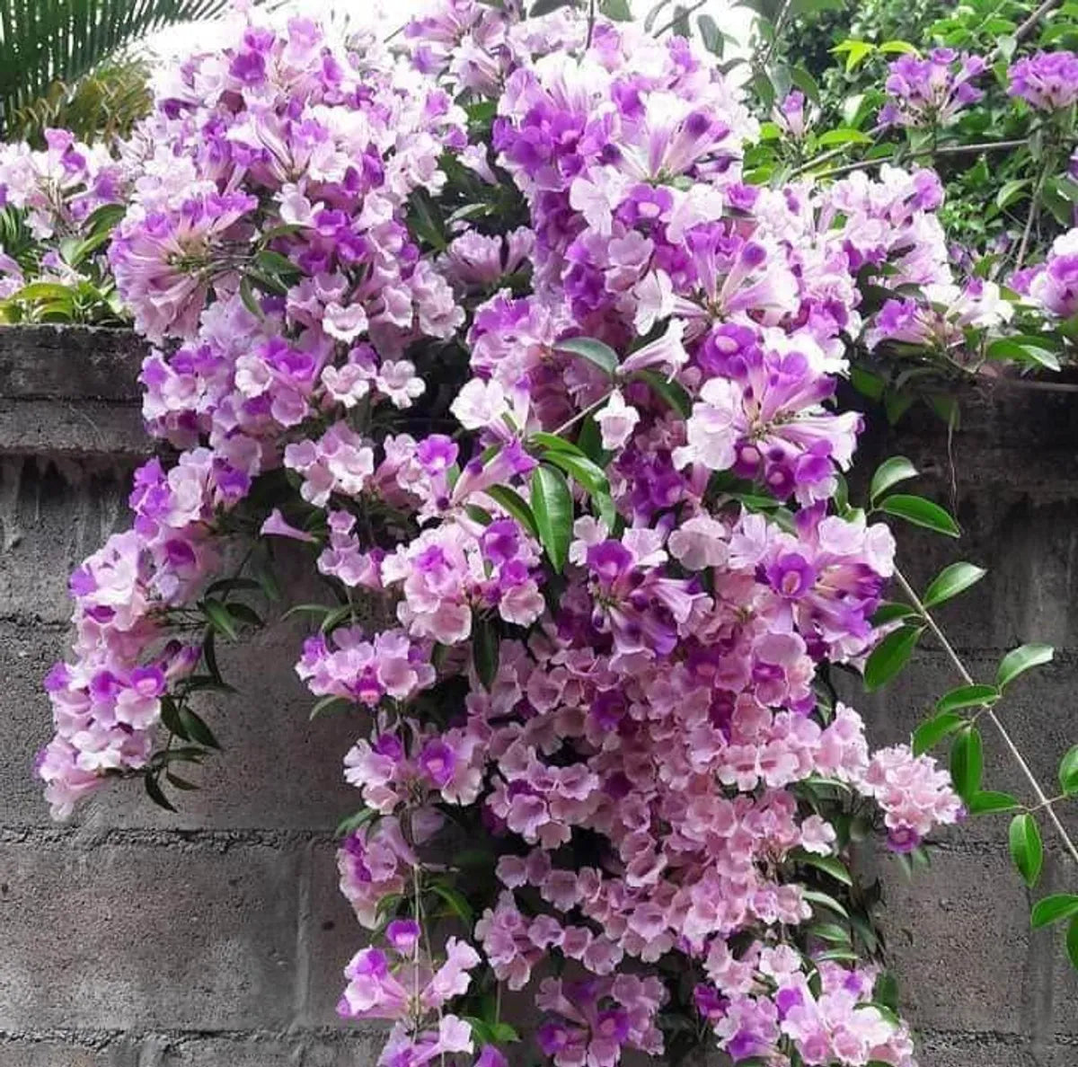 Garlic Vine Flower Plant