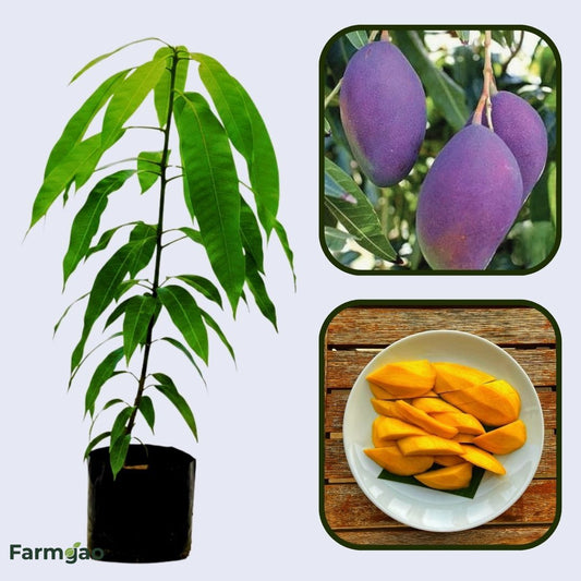 Jacqueline Mango Aam Grafted Healthy Fruit Plant